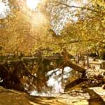 Pond, St. Andrew's Abbey
Valyermo, Ca